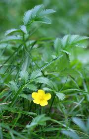 Attēlu rezultāti vaicājumam “Argentina anserina leaf”