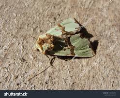 Attēlu rezultāti vaicājumam “Staurophora celsia”