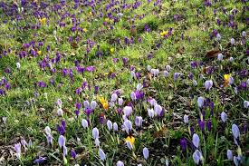 Attēlu rezultāti vaicājumam “Crocus vernus subsp. vernus flower”