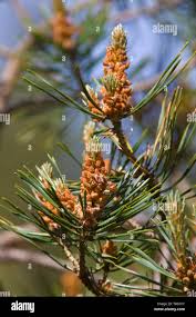 Attēlu rezultāti vaicājumam “Pinus sylvestris male flower”
