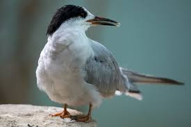 Attēlu rezultāti vaicājumam “Sterna hirundo”