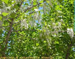 Attēlu rezultāti vaicājumam “Populus x canadensis fruit”