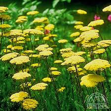 Image result for Achillea filipendulina