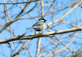 Attēlu rezultāti vaicājumam “Parus major male”