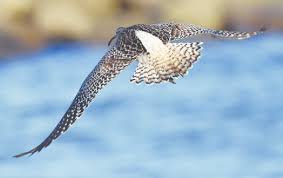 Attēlu rezultāti vaicājumam “Numenius phaeopus”