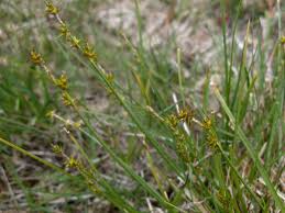 Attēlu rezultāti vaicājumam “Carex echinata”
