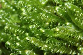 Attēlu rezultāti vaicājumam “Calliergonella lindbergii”