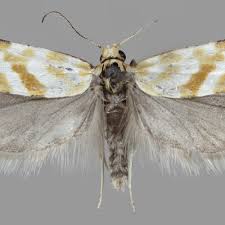 Attēlu rezultāti vaicājumam “Aethes margaritana”