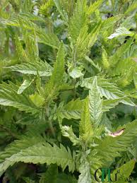 Attēlu rezultāti vaicājumam “Lycopus europaeus”