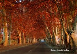 ¡¡¡OTOÑO EN MENDOZA!!! Images?q=tbn:ANd9GcTID2kr-6MC99i4vTPp9WwqGClwjhhaxYSx32tEeYb9JX4fxwzioQ