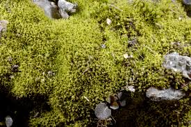 Attēlu rezultāti vaicājumam “Gymnostomum calcareum”