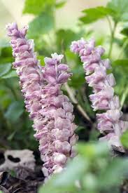 Attēlu rezultāti vaicājumam “Lathraea squamaria flower”