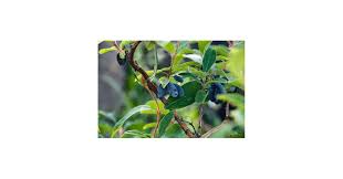 Attēlu rezultāti vaicājumam “Lonicera caerulea var. pallasii fruit”