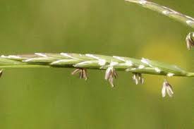 Attēlu rezultāti vaicājumam “Glyceria fluitans fruit”