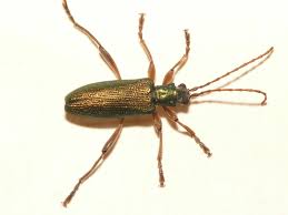 Attēlu rezultāti vaicājumam “Donacia clavipes”