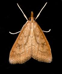 Attēlu rezultāti vaicājumam “Cribraria rubiginosa stalked”