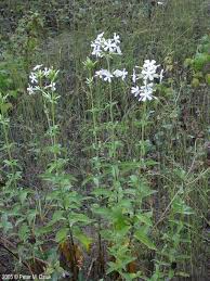 Attēlu rezultāti vaicājumam “Saponaria officinalis flower”