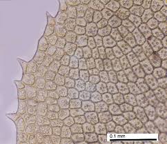 Attēlu rezultāti vaicājumam “Scapania apiculata”
