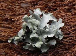 Attēlu rezultāti vaicājumam “Hypotrachyna sp.”