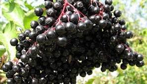 Attēlu rezultāti vaicājumam “Typha latifolia fruit”