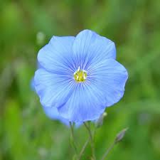 Attēlu rezultāti vaicājumam “Linum usitatissimum flower”