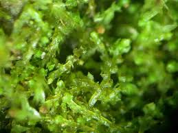 Attēlu rezultāti vaicājumam “Cephaloziella hampeana”