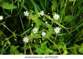 Attēlu rezultāti vaicājumam “Myosoton aquaticum flower”