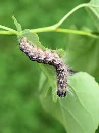 Attēlu rezultāti vaicājumam “Acronicta megacephala larva”