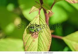 Attēlu rezultāti vaicājumam “Palomena prasina nymph”