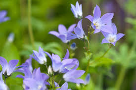 Image result for Campanula affinis