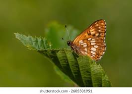 Attēlu rezultāti vaicājumam “Hamearis lucina”