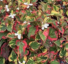 Attēlu rezultāti vaicājumam “Geranium palustre fruit”