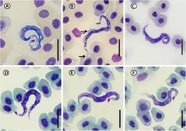 Image result for Chelon tricuspidens