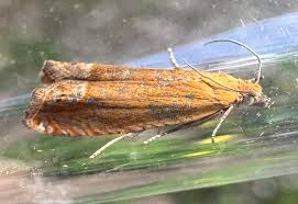 Attēlu rezultāti vaicājumam “Lathronympha strigana”