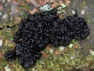 Attēlu rezultāti vaicājumam “Exidia cartilaginea”