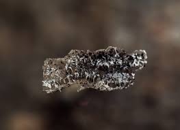 Attēlu rezultāti vaicājumam “Physarum compressum”