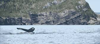 Image result for St John`s Gac