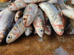 Image result for Mugil