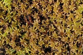 Attēlu rezultāti vaicājumam “Sphagnum papillosum”