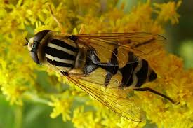 Attēlu rezultāti vaicājumam “Helophilus sp.”