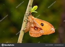 Attēlu rezultāti vaicājumam “Aglia tau”