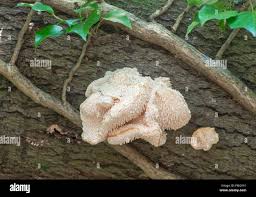 Attēlu rezultāti vaicājumam “Hericium cirrhatum”