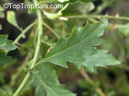 Image result for Chenopodium ambrosioides
