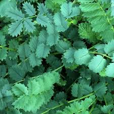 Image result for Sanguisorba minor