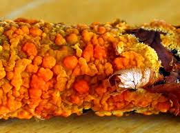 Attēlu rezultāti vaicājumam “Peniophora laurentii”