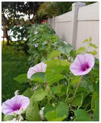 Image result for Ipomoea Lavender