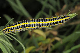 Attēlu rezultāti vaicājumam “Calophasia lunula larva”