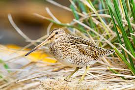 Image result for Gallinago gallinago