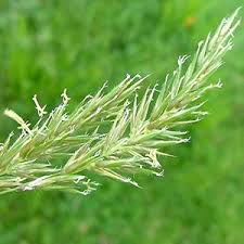 Attēlu rezultāti vaicājumam “Anthoxanthum odoratum”