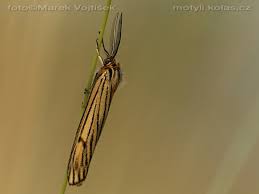 Attēlu rezultāti vaicājumam “Spiris striata”